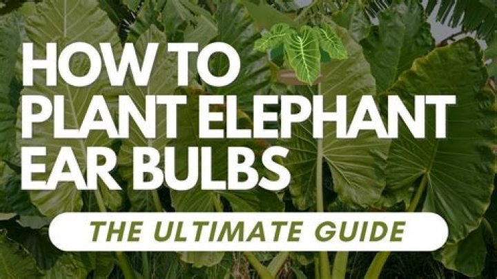 Are elephant ears bulbs or tubers