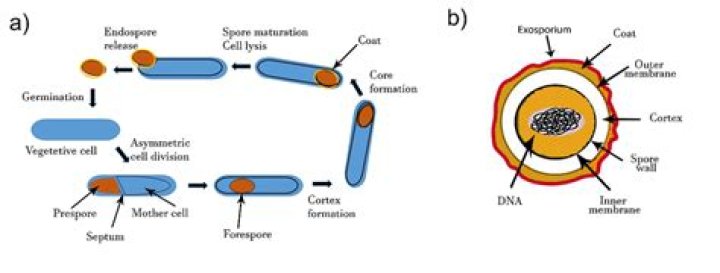 Are endospores medically relevant