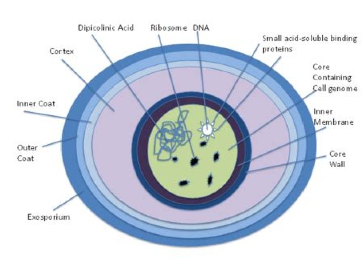 Are endospores present in E. coli