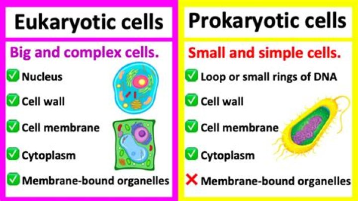 Are eukaryotes found in humans