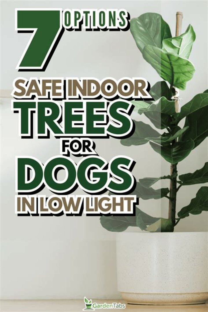 Are evergreen trees safe for dogs
