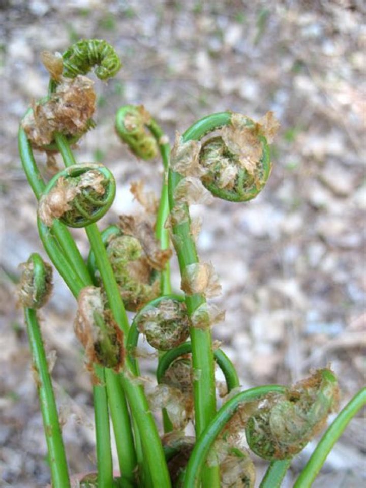 Are fiddlehead ferns poisonous