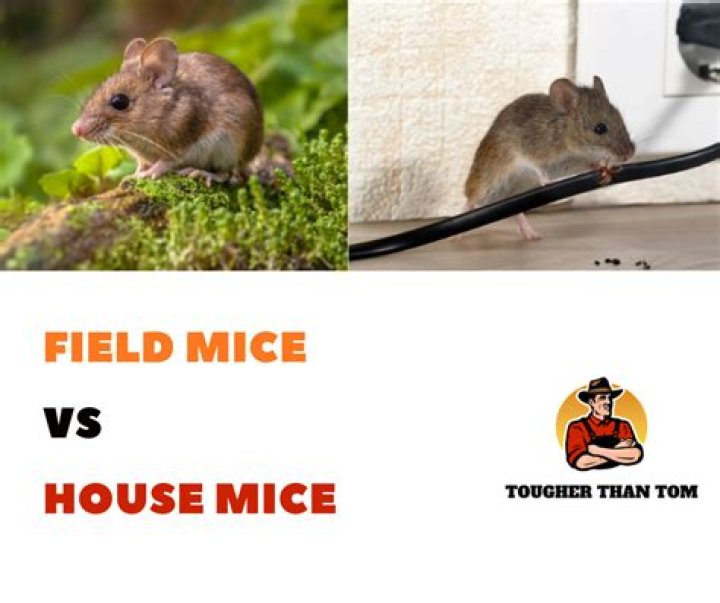 Are field mice common in homes