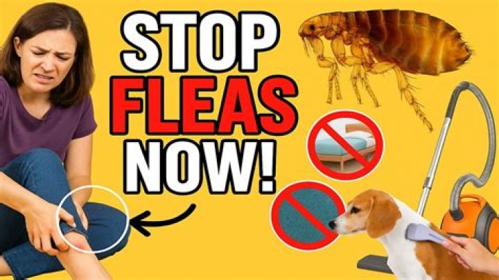Are fleas hard to kill by hand