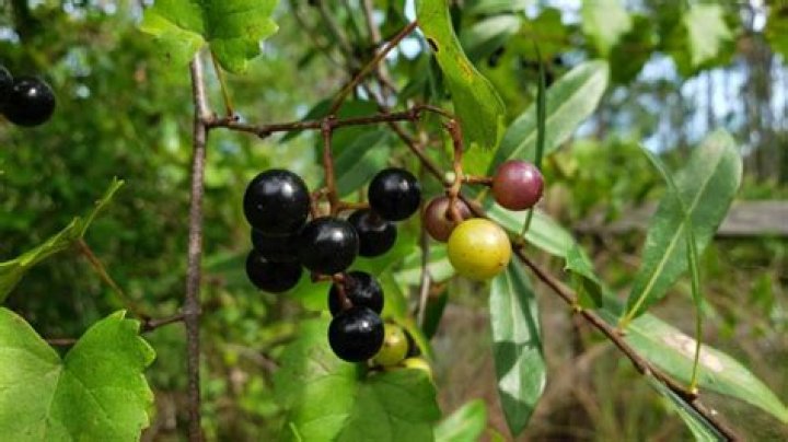 Are Florida wild grapes edible