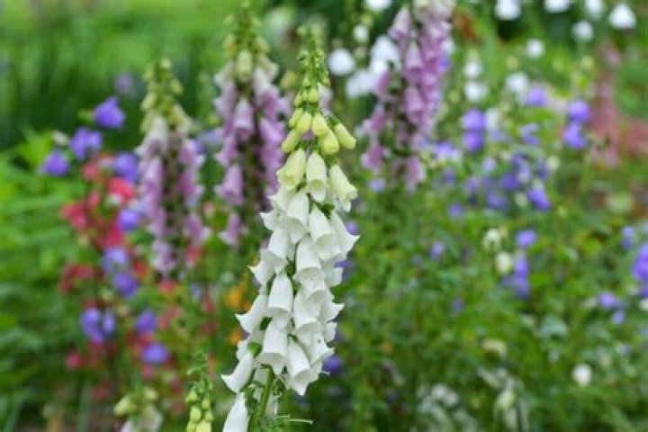 Are foxgloves native to the UK