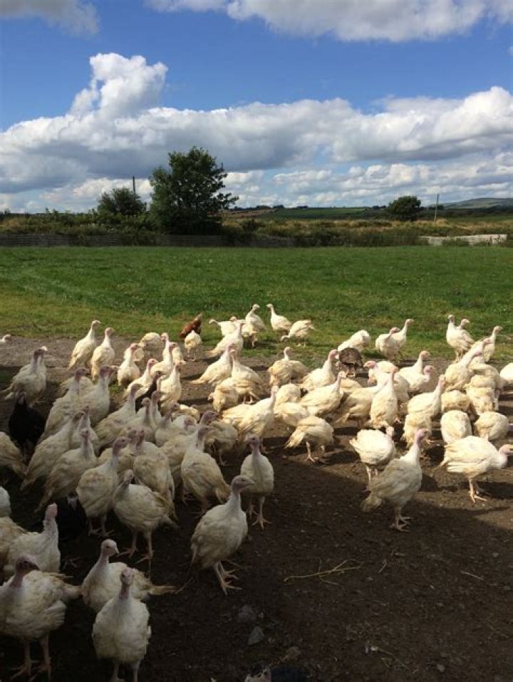 Are free-range turkeys better