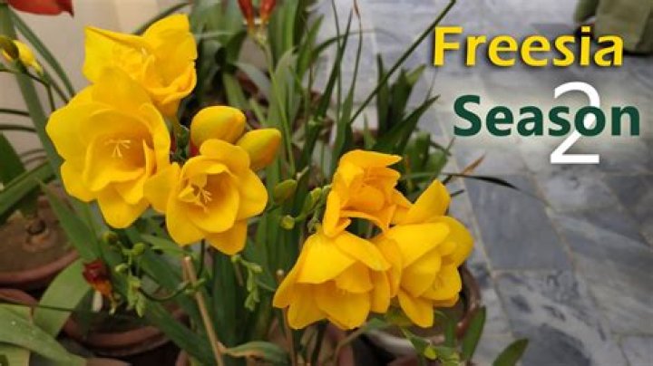 Are freesia flowers in season
