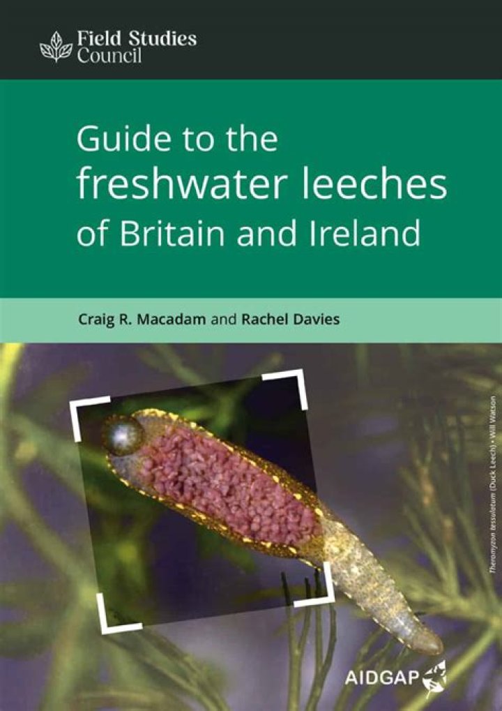 Are freshwater leeches harmful