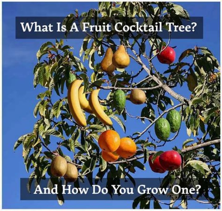Are fruit cocktail trees real