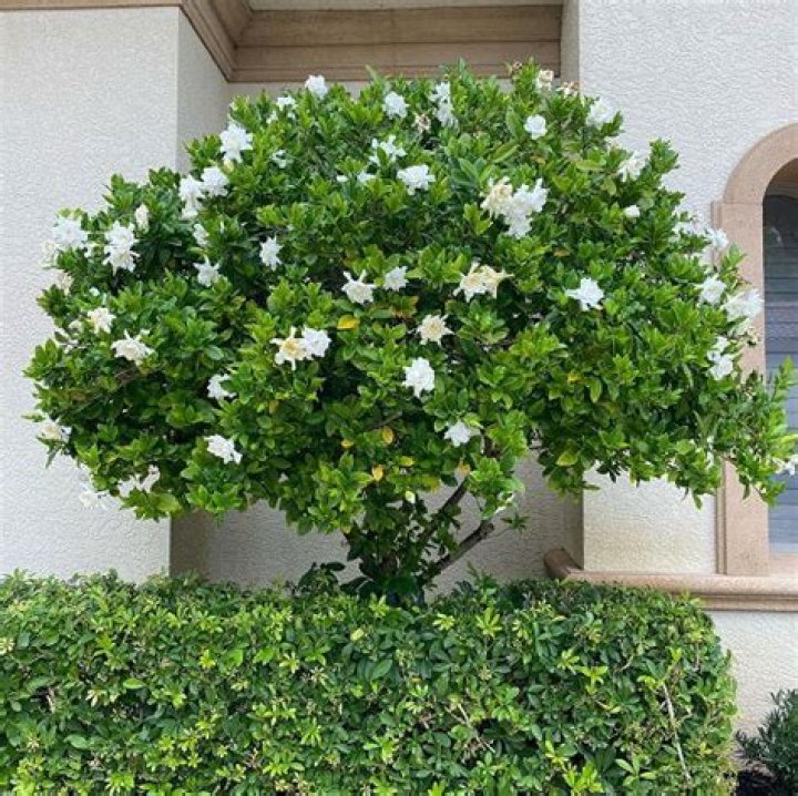 Are gardenias native to Florida
