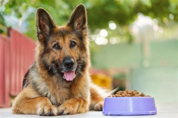 Are German shepherds sensitive