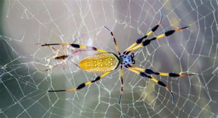 Are giant banana spiders poisonous