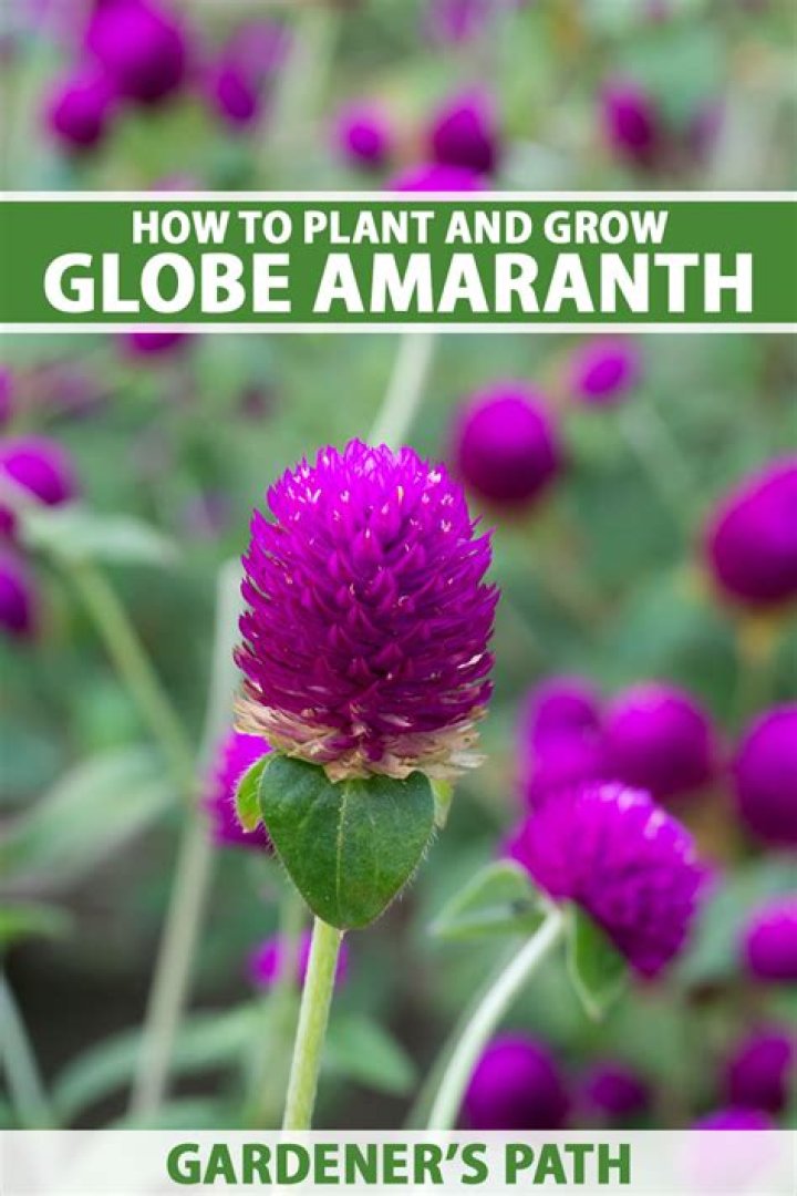 Are globe amaranth flowers edible