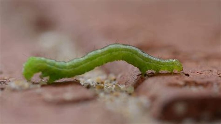 Are green inchworms poisonous