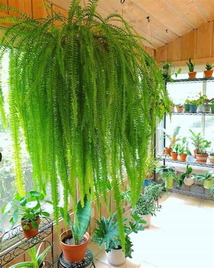 Are hanging ferns easy to grow