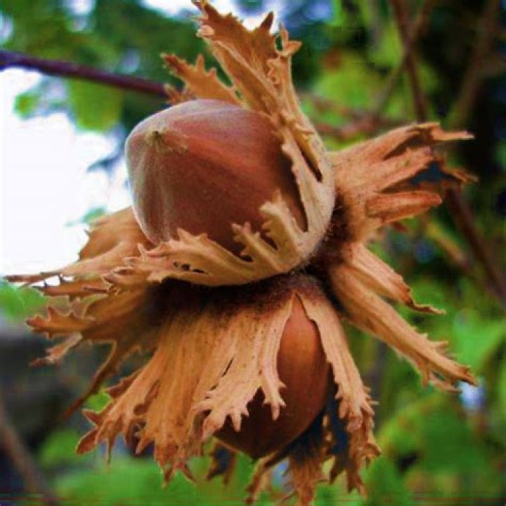 Are hazelnuts native to Oregon