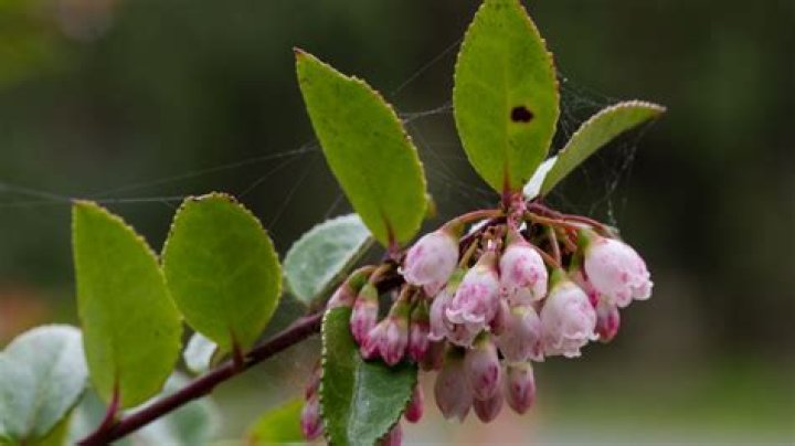 Are huckleberries hard to grow