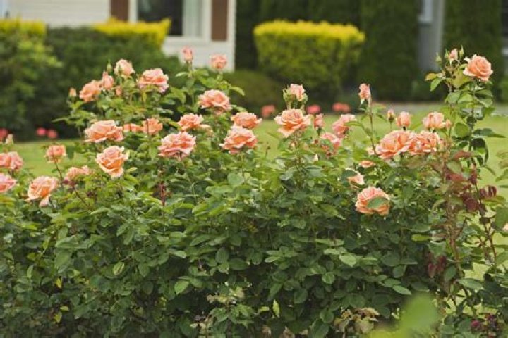 Are hybrid tea rose perennials
