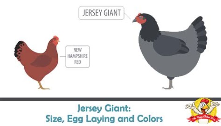 Are Jersey Giants good egg layers
