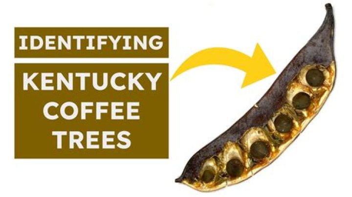 Are Kentucky coffee trees rare
