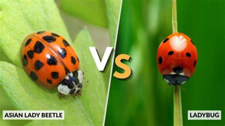 Are ladybugs and lady beetles the same thing
