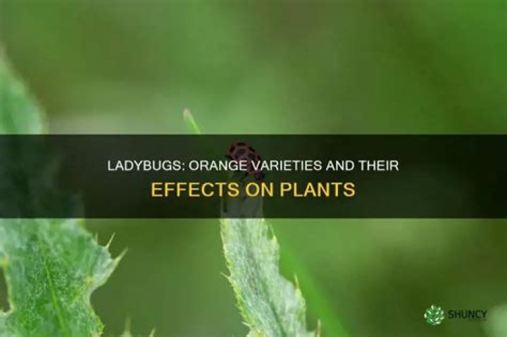 Are ladybugs harmful to plants