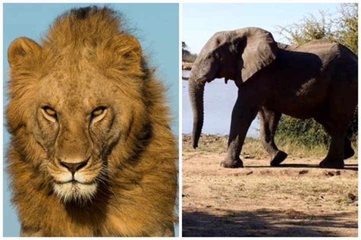 Are lions afraid of elephants