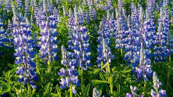 Are lupins an invasive species
