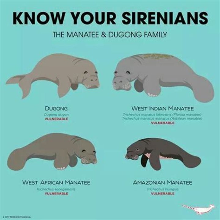Are manatees and dugongs the same
