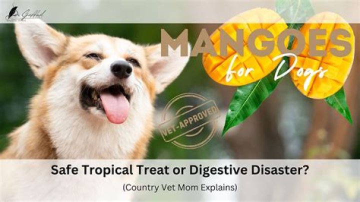 Are mangoes poisonous to dogs