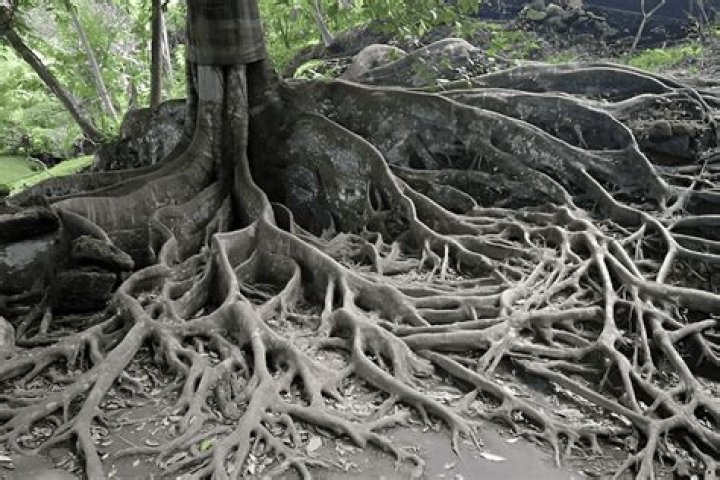 Are mastic tree roots invasive