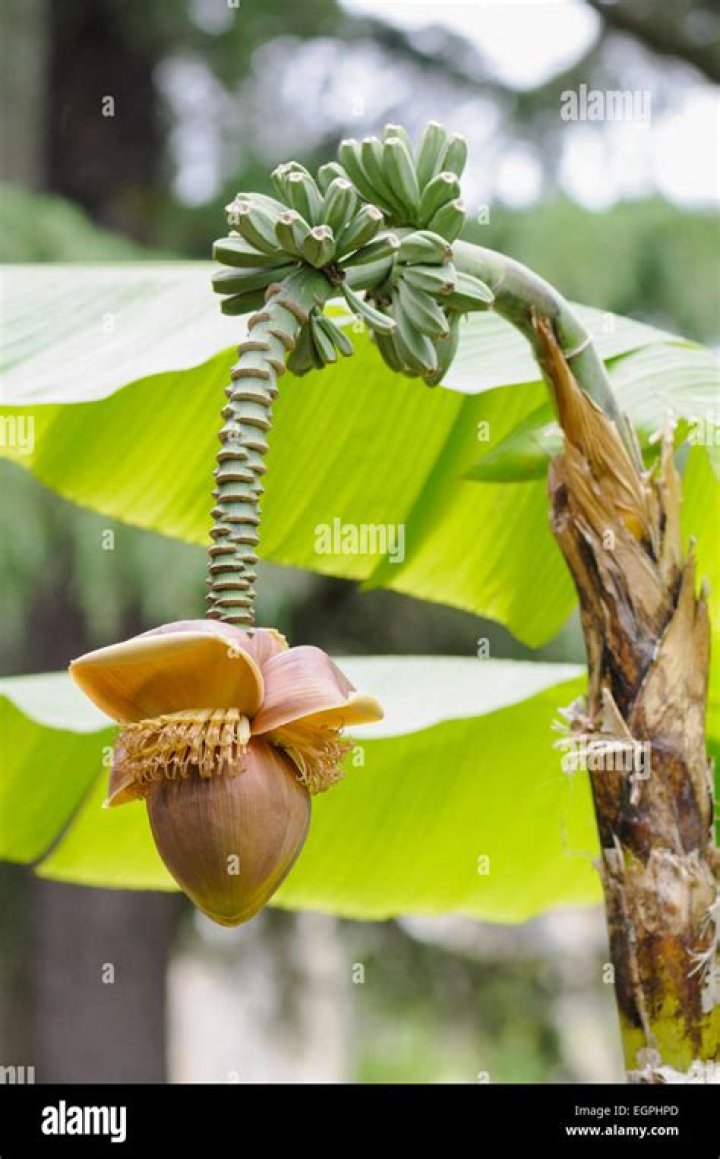 Are Musa Basjoo bananas edible