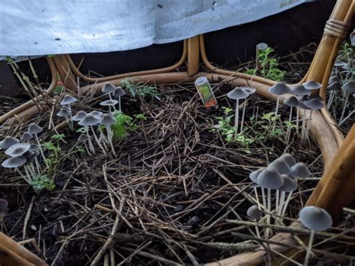 Are mushrooms bad for your garden
