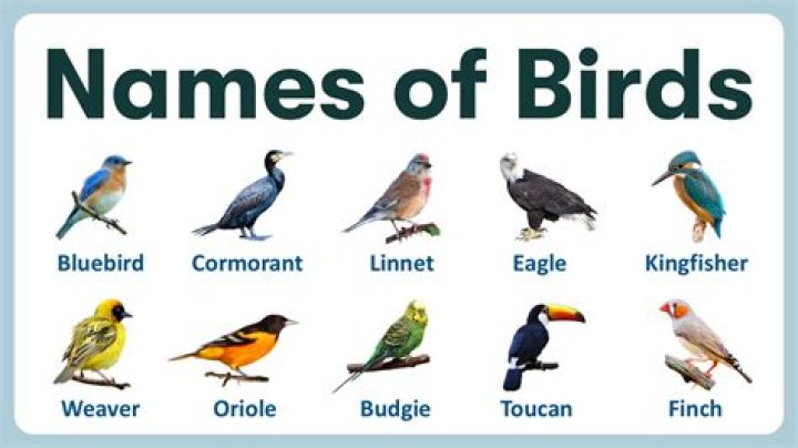 Are names of birds capitalized