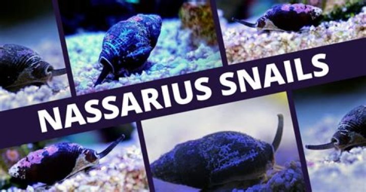 Are Nassarius snails reef safe