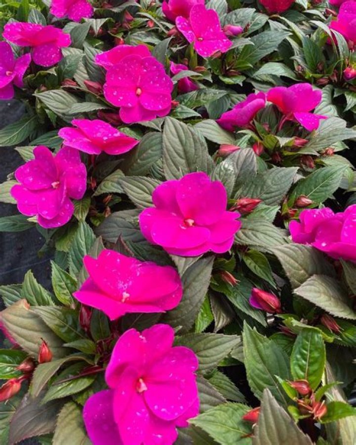 Are New Guinea impatiens Hardy