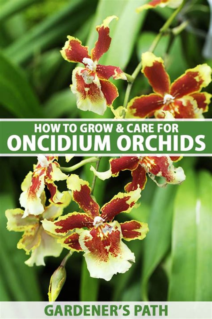 Are Oncidium orchids hard to grow