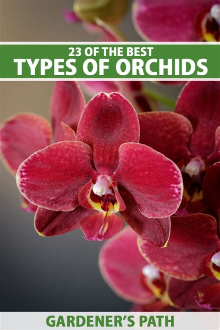 Are orchids good indoor plants