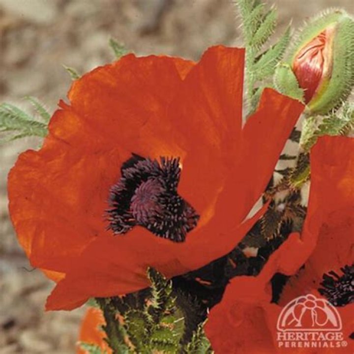 Are Oriental poppies annuals or perennials