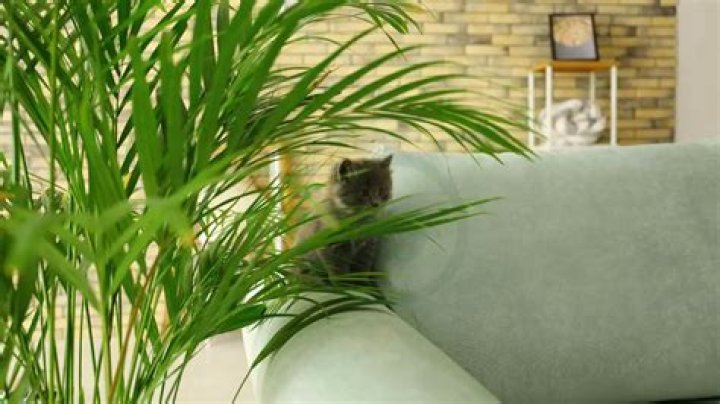 Are parlor palms toxic to cats
