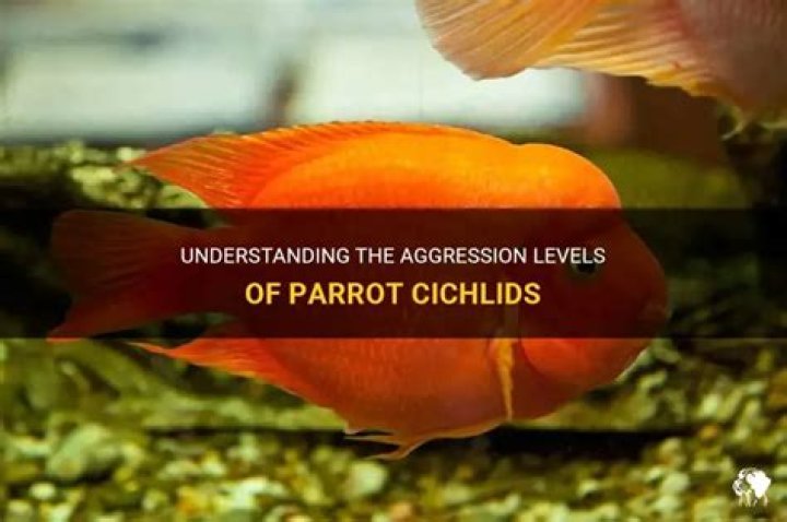 Are parrot cichlids aggressive