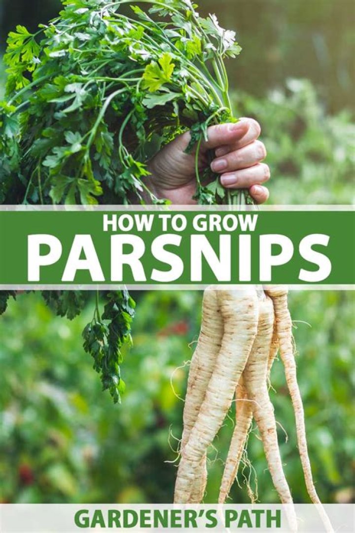 Are parsnips difficult to grow