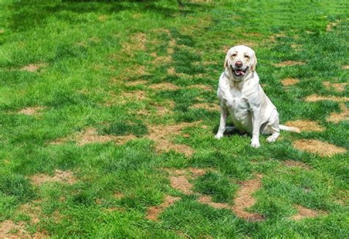 Are pet urine stains permanent
