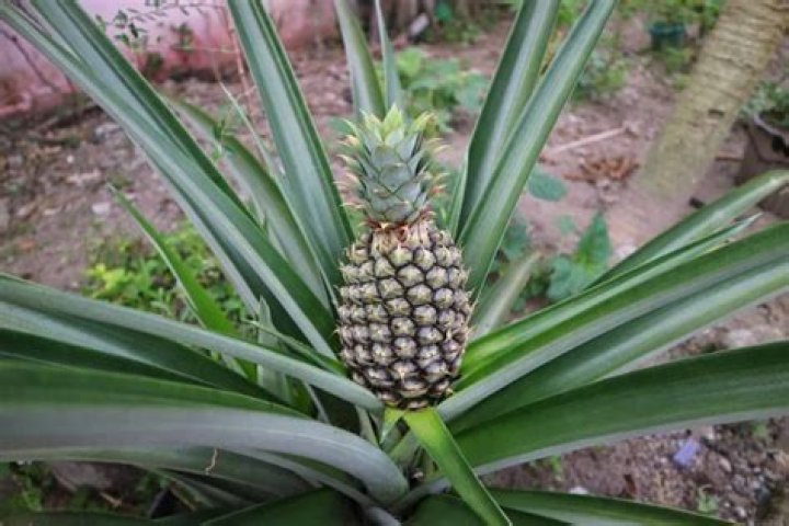Are pineapples sold year round