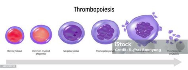 Are platelets called thrombocytes