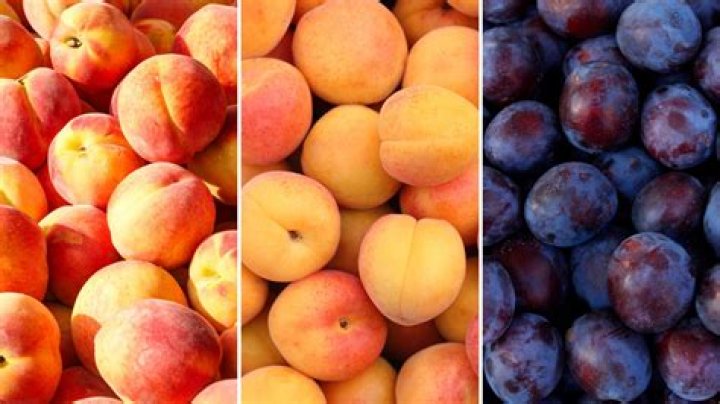 Are plums and peaches the same