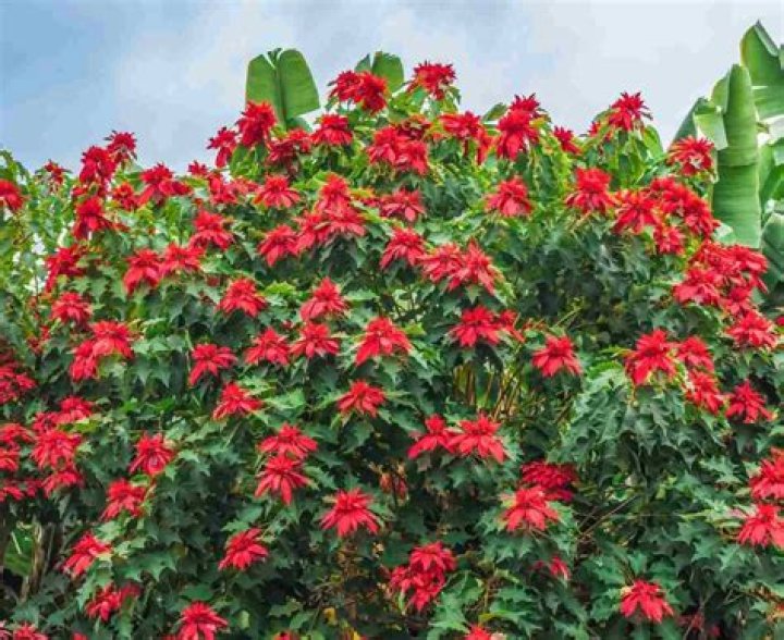 Are poinsettias flowers or leaves