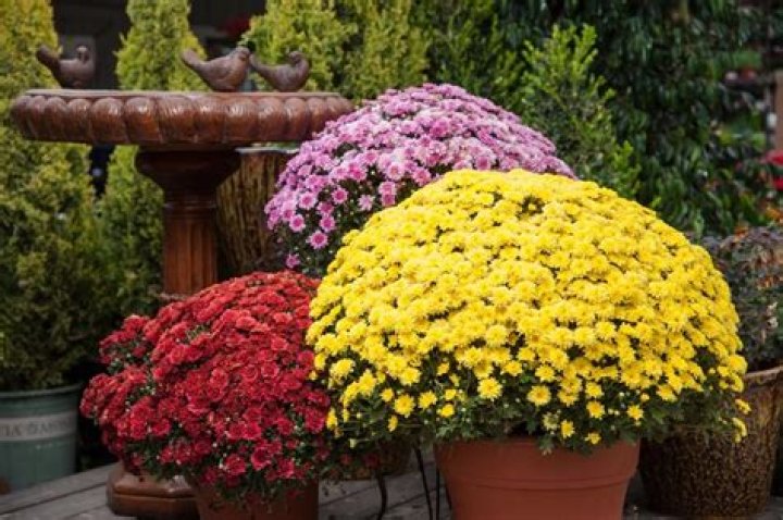 Are potted mums toxic to cats