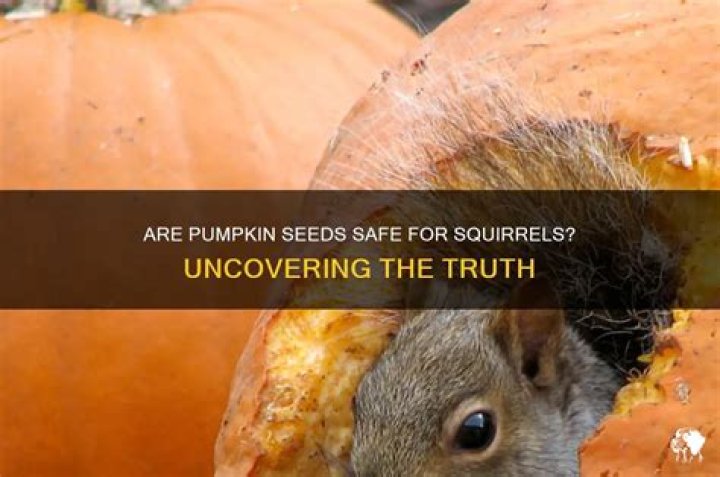 Are pumpkin seeds poisonous